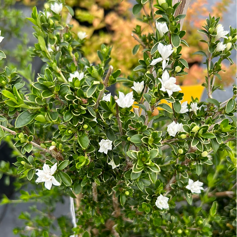 Serissa ‘Snow Leaves’ - Ladybird Nursery