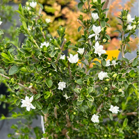 Serissa ‘Snow Leaves’ - Ladybird Nursery