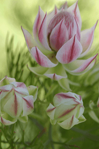Serruria 'Pretty in Pink' - Ladybird Nursery
