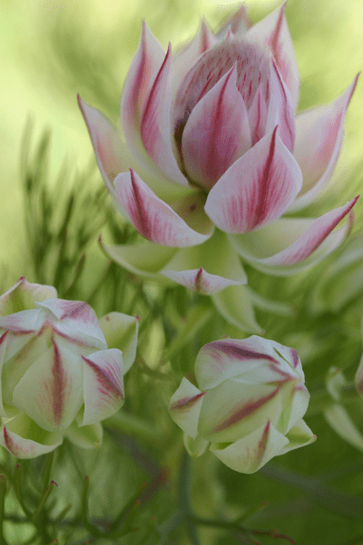Serruria 'Pretty in Pink' - Ladybird Nursery