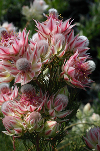 Serruria 'Pretty in Pink' - Ladybird Nursery