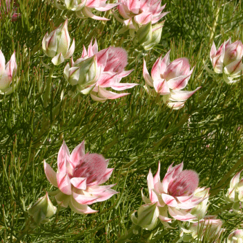 Serruria 'Pretty in Pink' - Ladybird Nursery