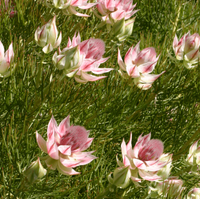 Serruria 'Pretty in Pink' - Ladybird Nursery