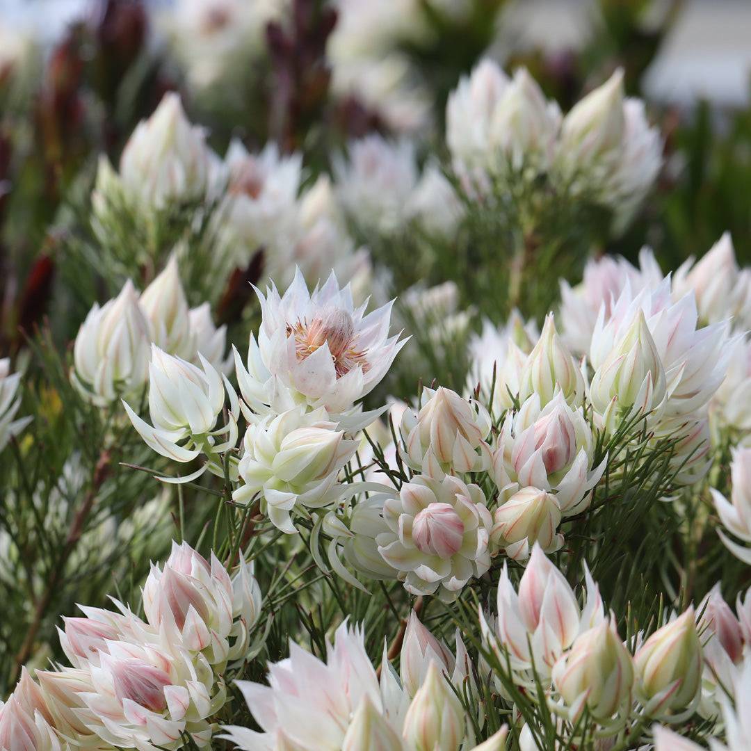 Serruria florida 'Blushing Bride' - Ladybird Nursery