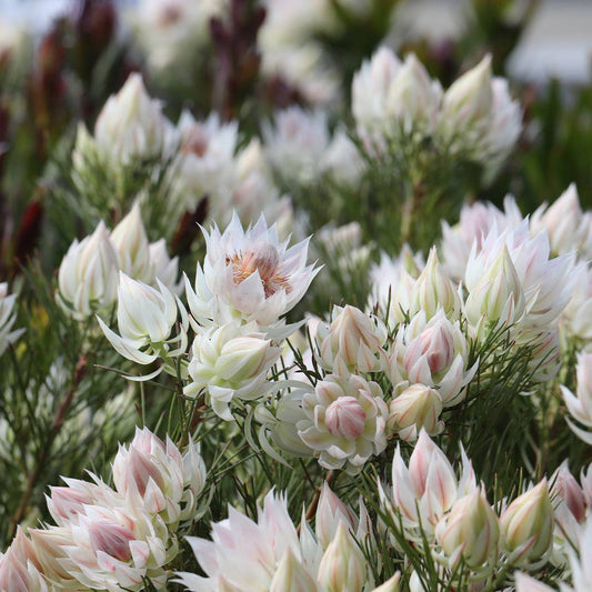 Serruria florida 'Blushing Bride' - Ladybird Nursery