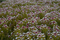 Serruria phylicoides 'Raspberry Burst' - Ladybird Nursery