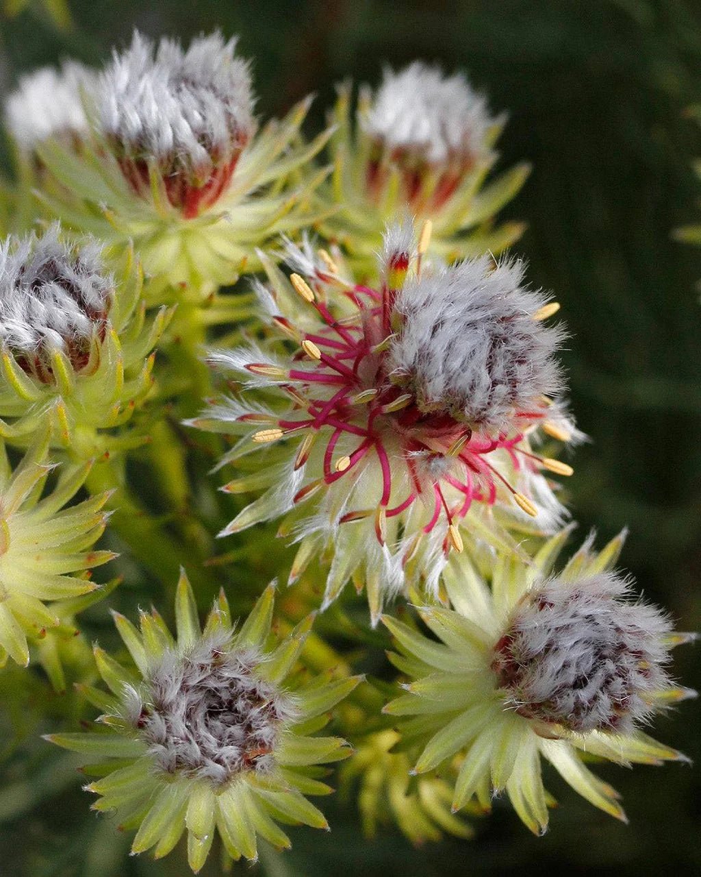Serruria phylicoides 'Raspberry Burst' - Ladybird Nursery