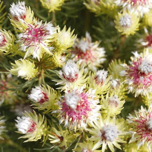 Serruria phylicoides 'Raspberry Burst' - Ladybird Nursery