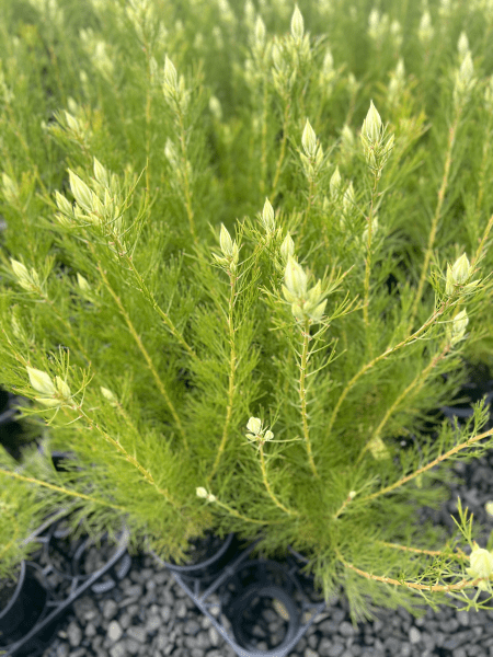 Serruria florida 'Blushing Bride' - Ladybird Nursery