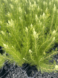 Serruria florida 'Blushing Bride' - Ladybird Nursery