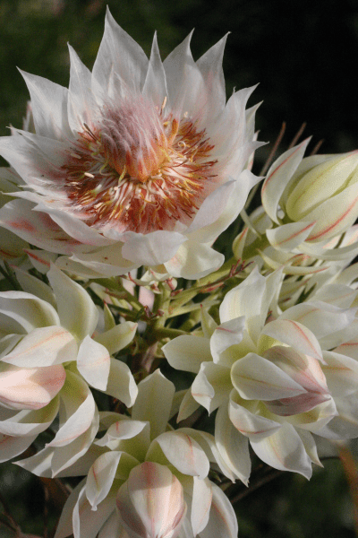 Serruria florida 'Blushing Bride' - Ladybird Nursery