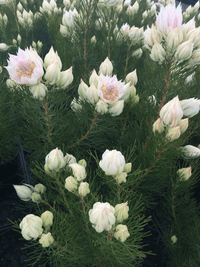 Serruria florida 'Blushing Bride' - Ladybird Nursery