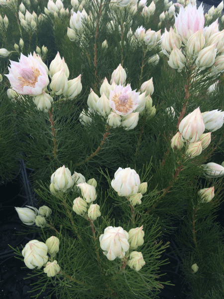 Serruria florida 'Blushing Bride' - Ladybird Nursery