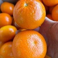 Seville Orange 'Smooth Skin' (QLD Only) - Ladybird Nursery