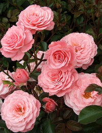 Rose Sexy Rexy 3 ft Standards (Rosa) - Ladybird Nursery