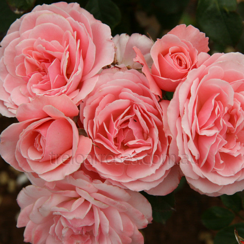 Rose Sexy Rexy 3 ft Standards (Rosa)