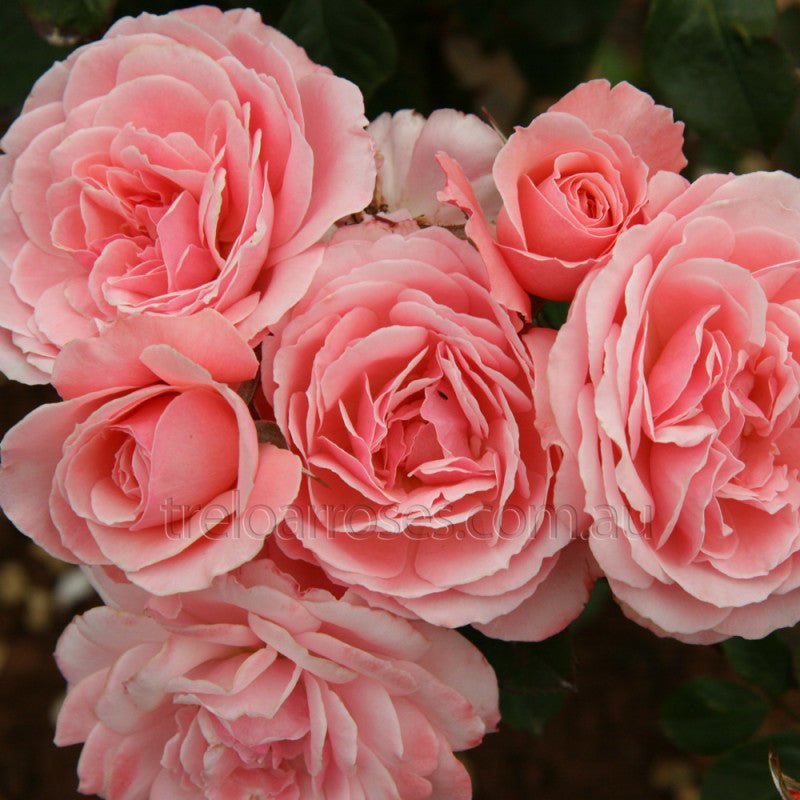 Rose Sexy Rexy 3 ft Standards (Rosa) - Ladybird Nursery