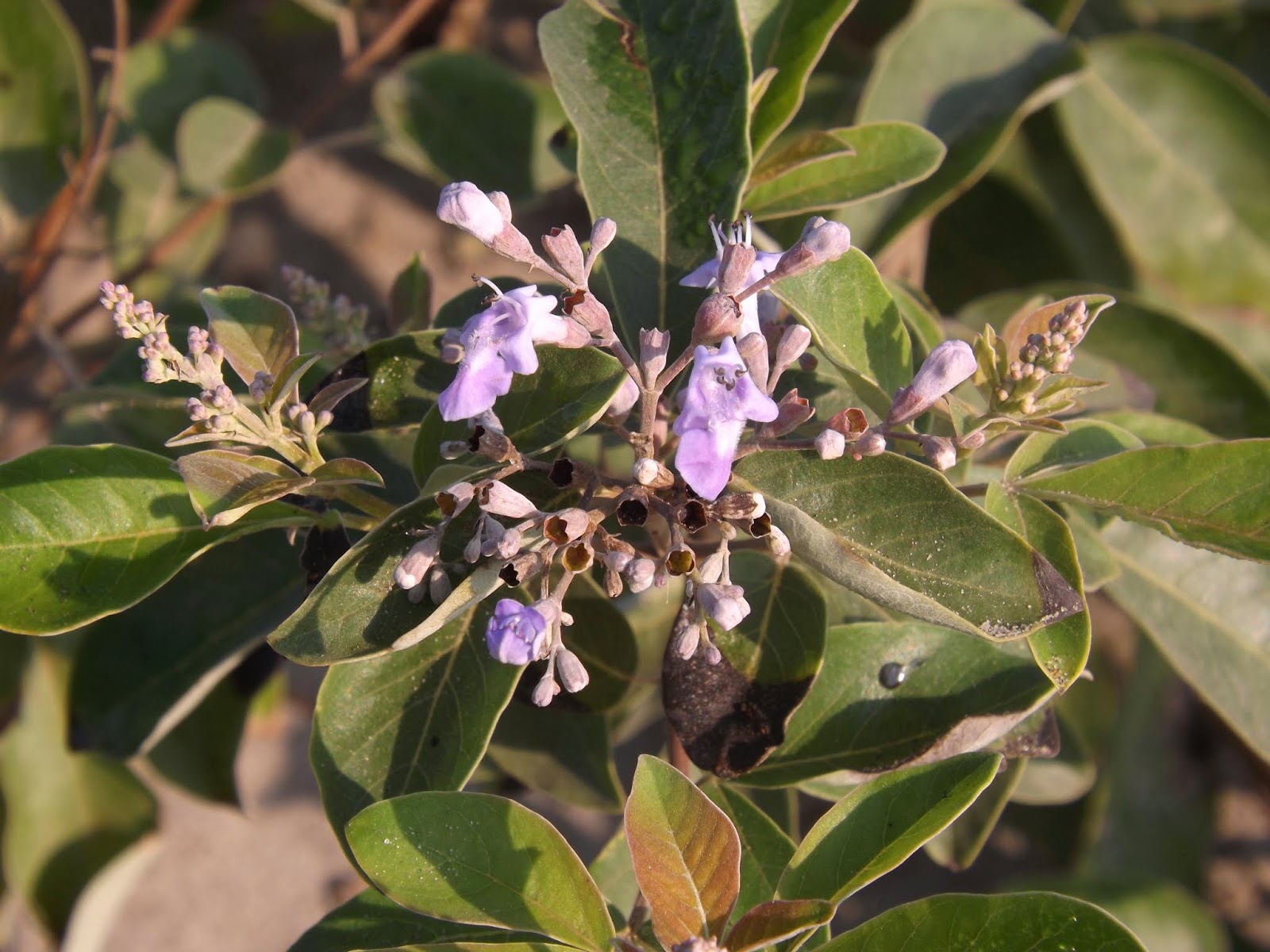 Simpleleaf Chastetree purpurea (Vitex trifolia)