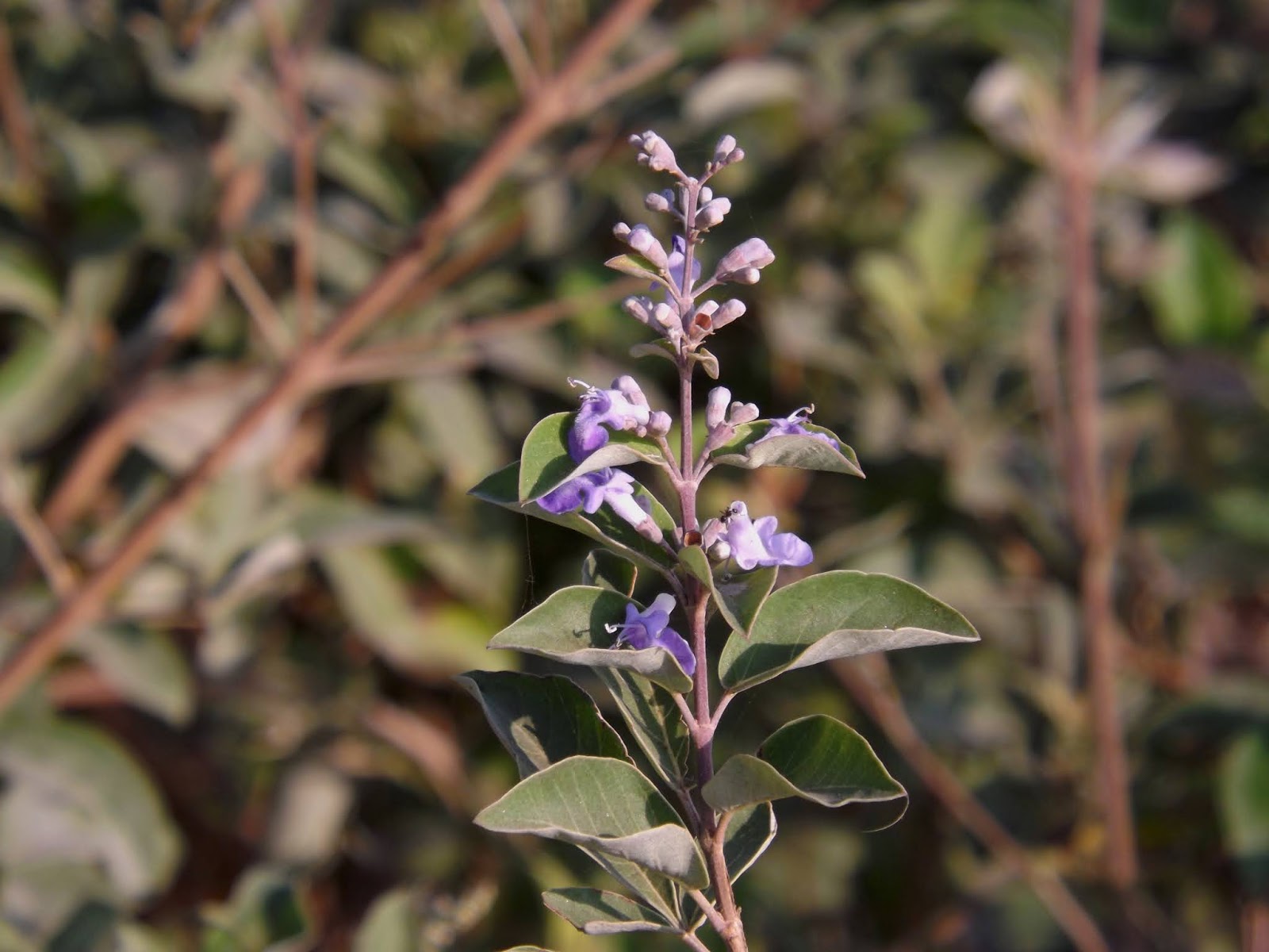 Simpleleaf Chastetree purpurea (Vitex trifolia)