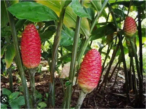Unknown Costus Hybrid (Costus varzearum)