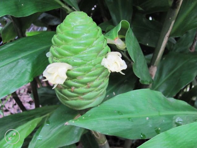 Shampoo Ginger plants