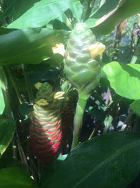 Shampoo Plant. Make your Own Shampoo!!!