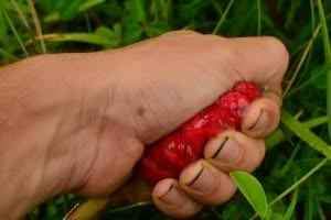 Shampoo Plant. Make your Own Shampoo!!!