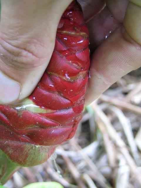 Shampoo Plant. Make your Own Shampoo!!! - Ladybird Nursery