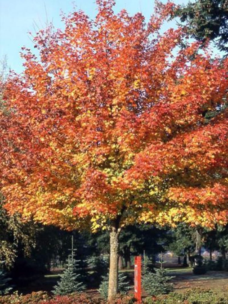 Shantung Maple (Acer truncatum) - Ladybird Nursery