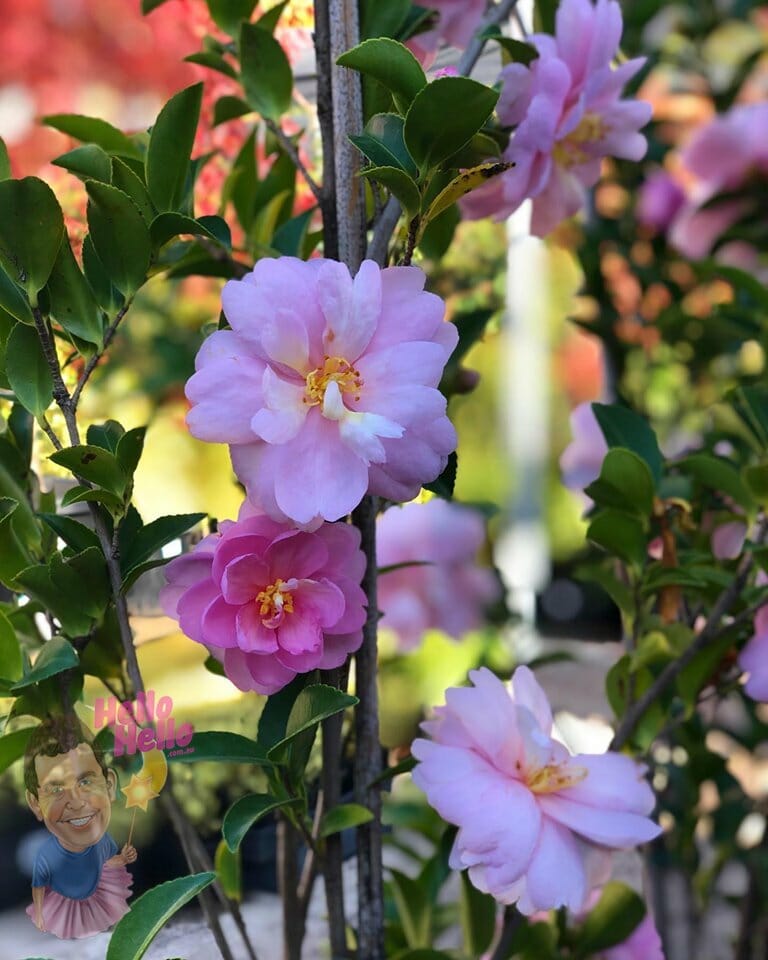 Sasanqua Camellia Shell Pink (Camellia sasanqua) - Ladybird Nursery