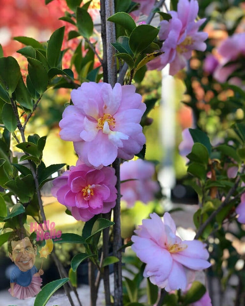 Sasanqua Camellia Shell Pink (Camellia sasanqua) - Ladybird Nursery