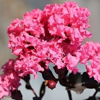 Crepe Myrtle Diamonds in the Dark Shell Pink (Lagerstroemia)