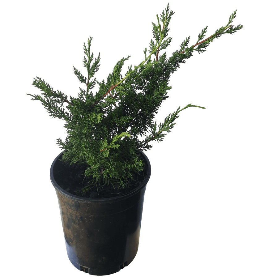 Chinese Juniper Shimpaku Bonsai Starter (Juniperus chinensis)