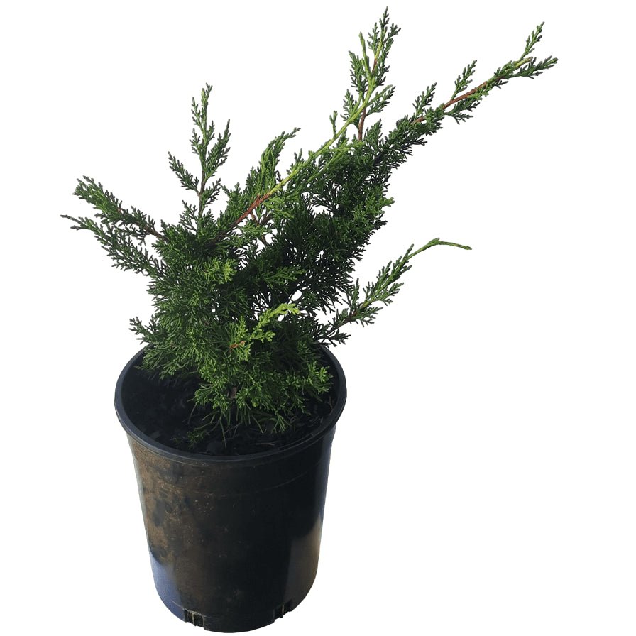 Chinese Juniper Shimpaku Bonsai Starter (Juniperus chinensis) - Ladybird Nursery