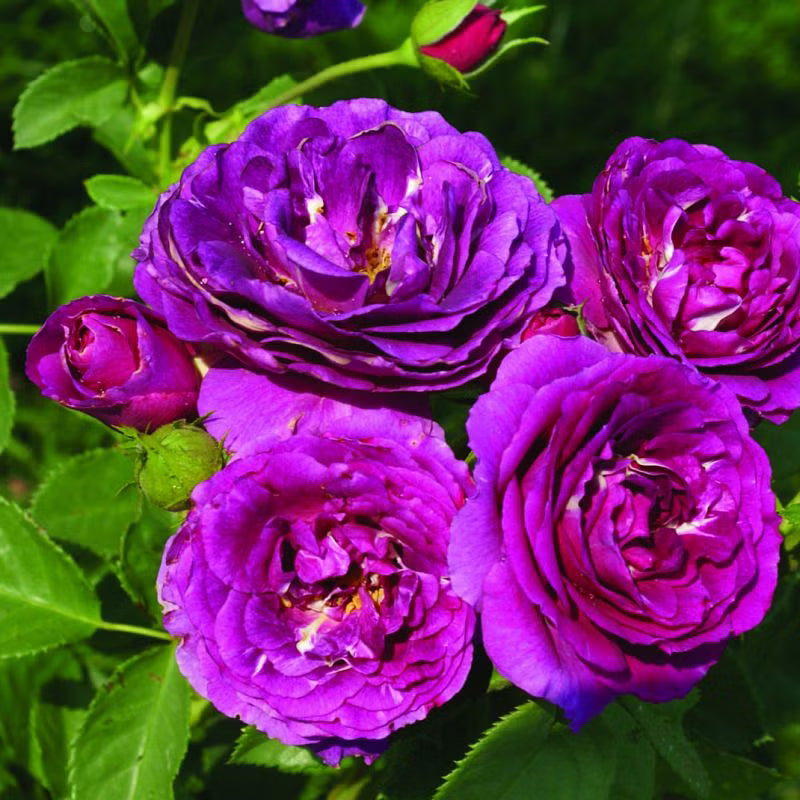 Rose Shocking Blue (Rosa)