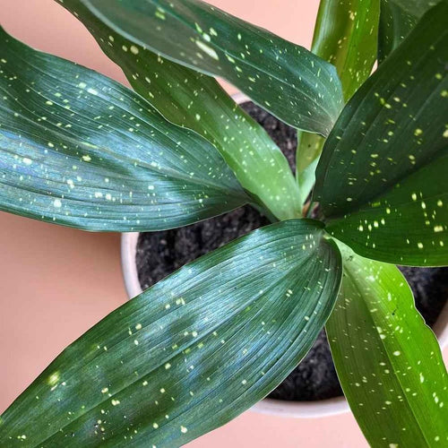 Cast Iron Plant 'Shooting Star' - Ladybird Nursery