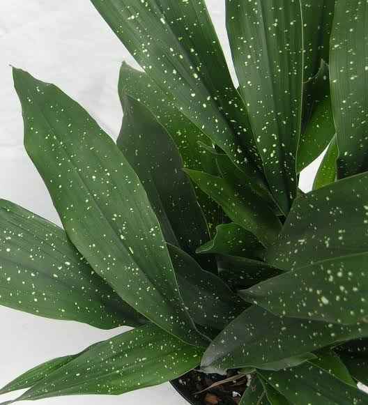 Cast Iron Plant 'Shooting Star' - Ladybird Nursery