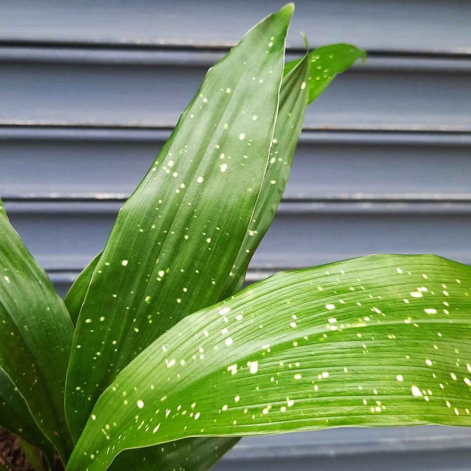 Cast Iron Plant 'Shooting Star'