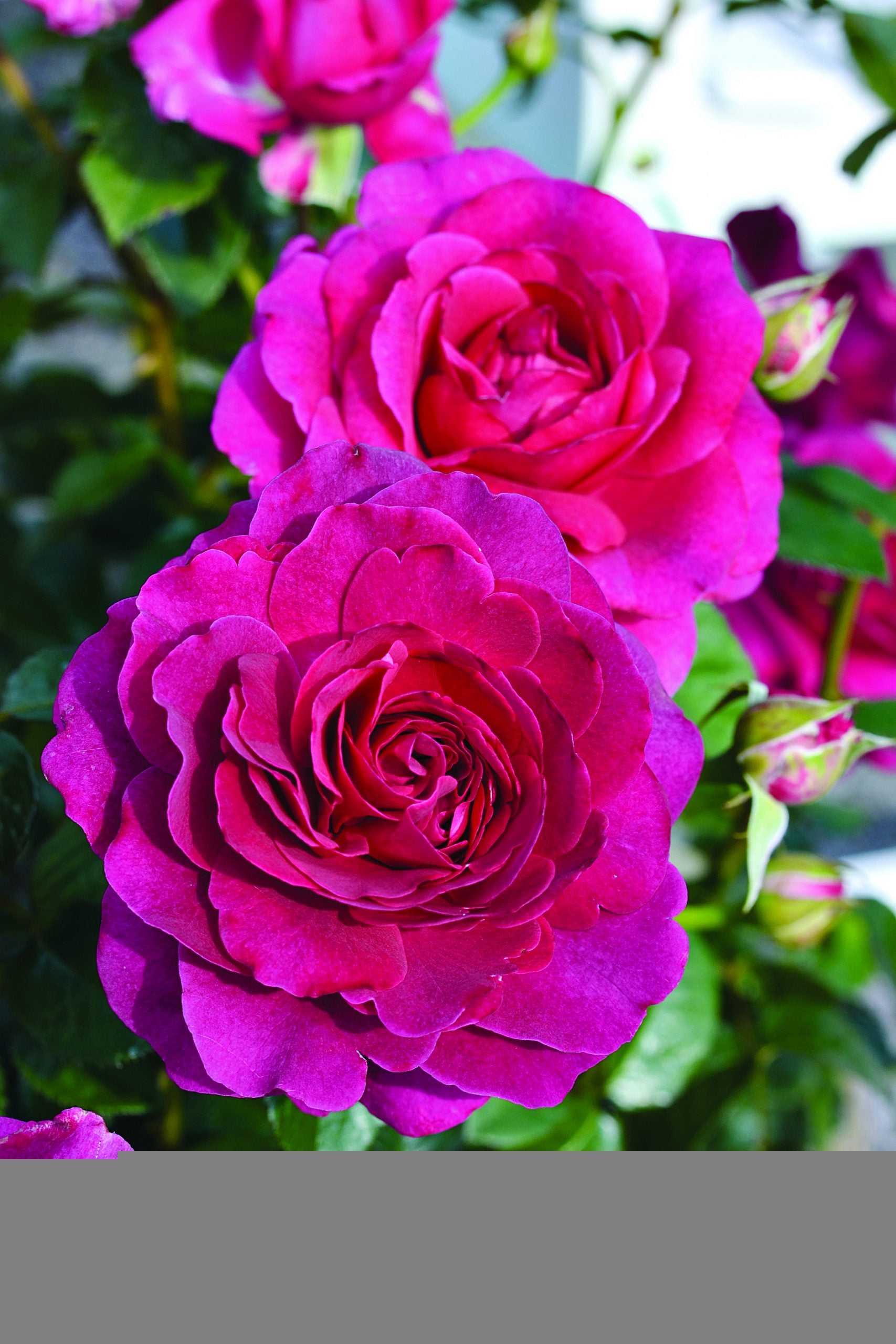 Rose Showpiece™ Berry (Rosa)