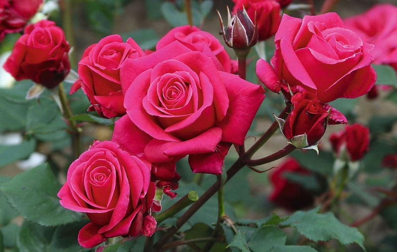 Rose Showpiece™ Lipstick (Rosa)