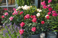 Rose Showpiece™ Berry (Rosa) - Ladybird Nursery