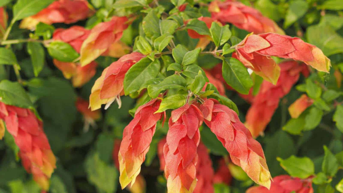 Shrimp Plant (Justicia brandegeeana) - Ladybird Nursery