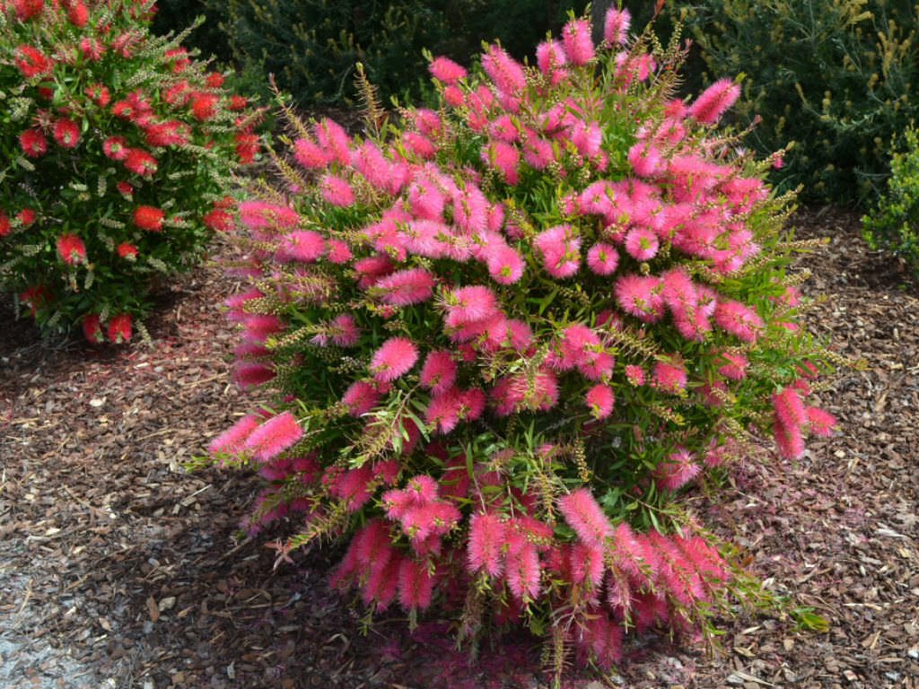 Bottlebrush All Aglow(Callistemon) - Ladybird Nursery