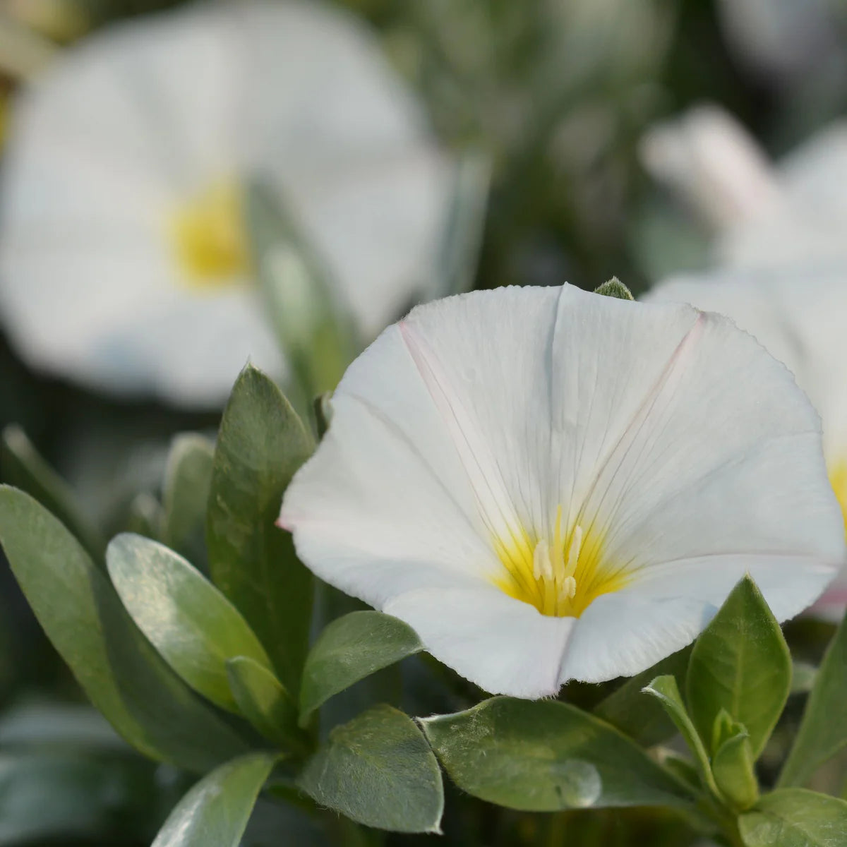 Silverbush Silvery Moon (Convolvulus cneorum)