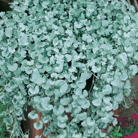 Silver Falls Dichondra