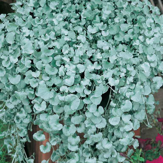 Silver Falls Dichondra