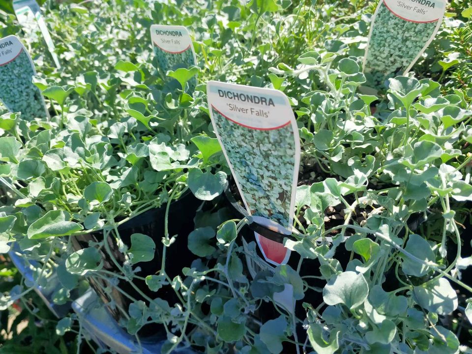 Silver Falls Dichondra