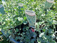 Silver Falls Dichondra