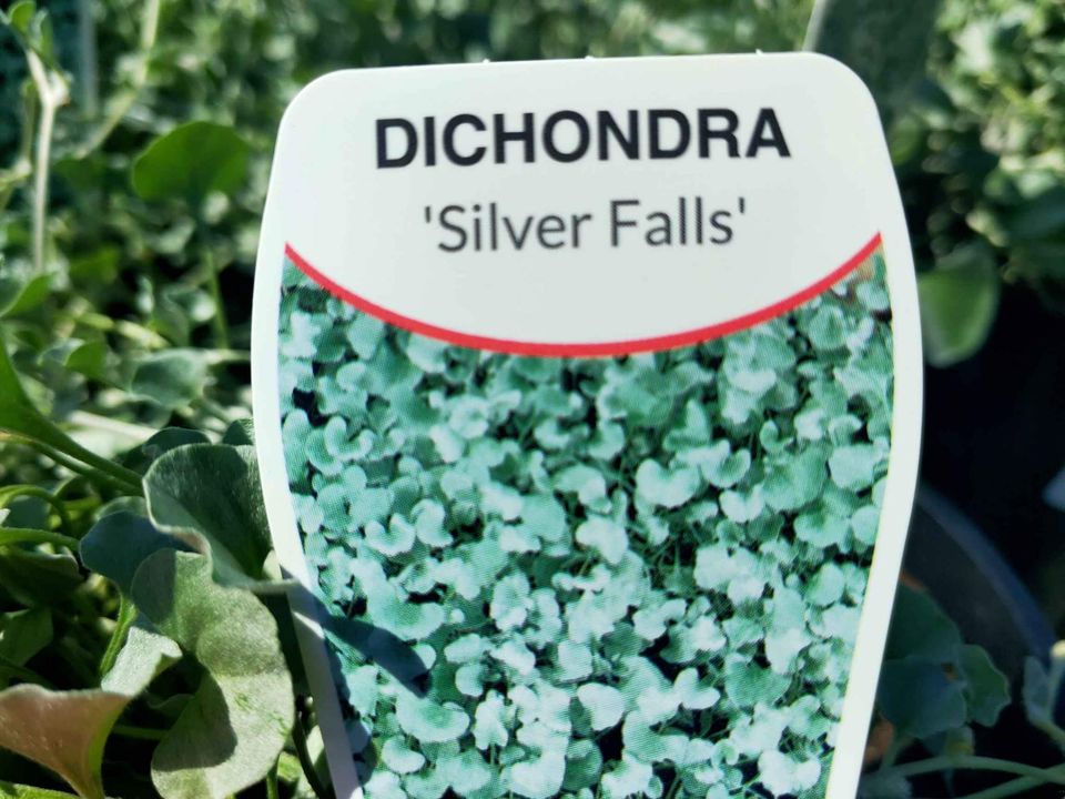 Silver Falls Dichondra