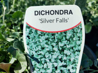 Silver Falls Dichondra